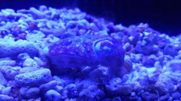 多樣化水族生物