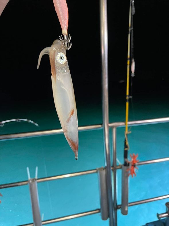 釣起來的小管很透亮 做成生魚片超好吃