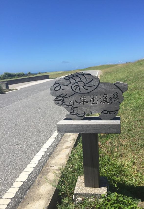 七美島很多小羊~小心囉