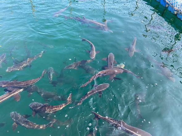 海鱺魚 等您來釣