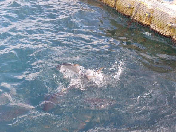 池中的魚都很充滿活力 快拿起釣竿來體驗唷