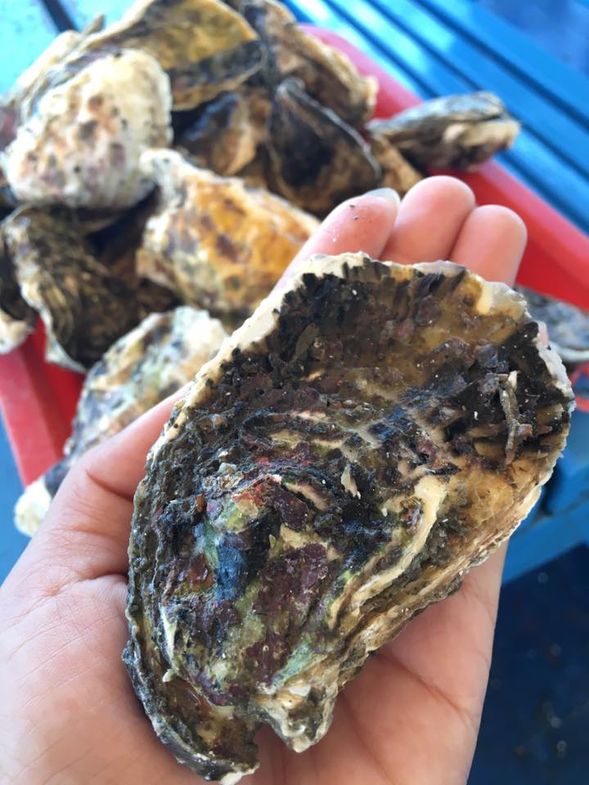 牡蠣/海鮮粥無限供應