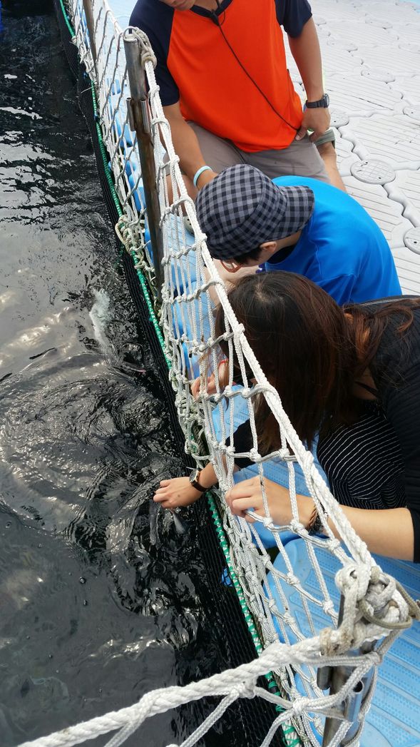 餵食魟魚
