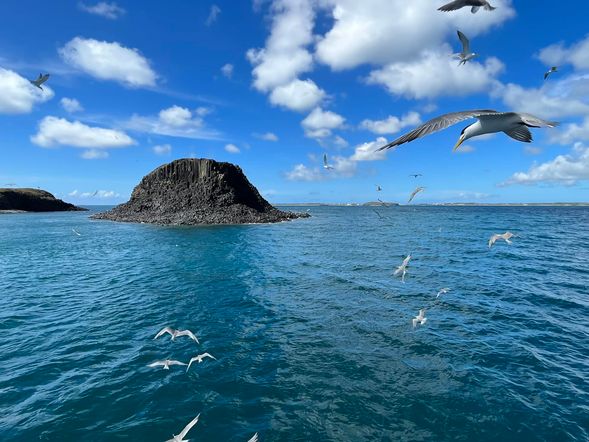 雞善嶼欣賞成群保育類海鷗