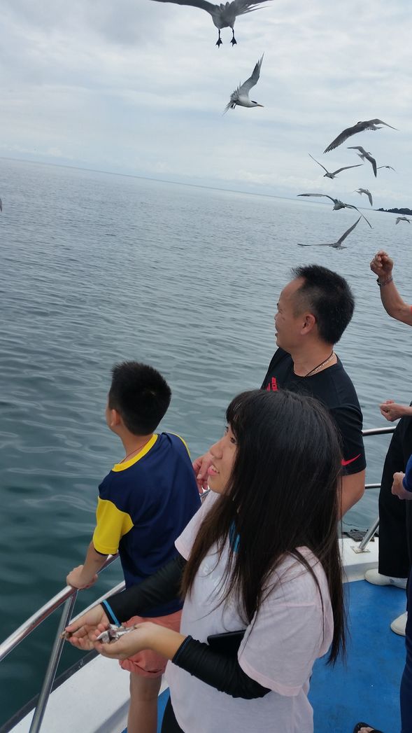 4月底是燕鷗來澎湖繁殖的季節 出海看壯觀的鳥況囉