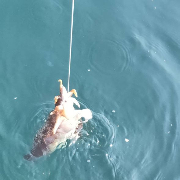 釣起來會有額外小禮物