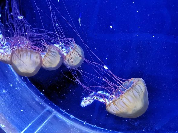 水母池真的很美