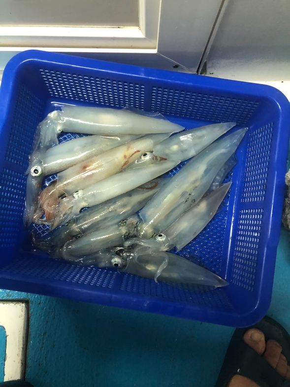 豐收的海產戰利品