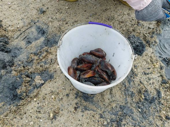 紅蚵滿滿的一桶