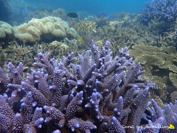 不同顏色珊瑚礁群也有紫色珊瑚海