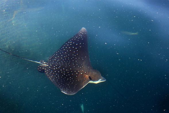魟魚-雪花鴨嘴燕魟 可以餵食唷