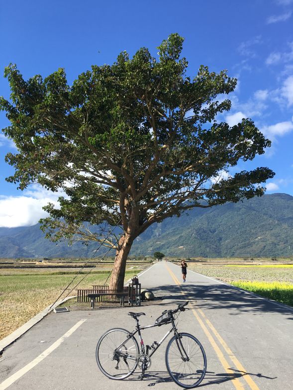 池上伯朗大道單車~「I SEE YOU」,體驗當金城武的滋味,在一望無際的縱谷平原裡騎乘著腳踏車放飛平日生活積累的壓力