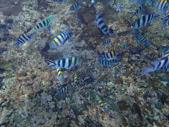 拜訪美麗熱帶魚的家,盡情玩樂,與小丑魚共渡一個浪漫的下午