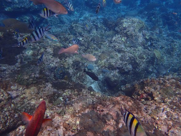 拜訪美麗熱帶魚的家,盡情玩樂,與小丑魚浪漫共舞