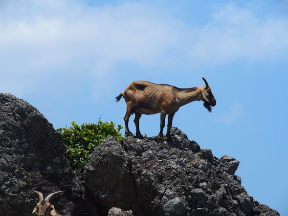 蘭嶼自由休閒/後壁湖/高鐵左營站/台北
早餐後,蘭嶼自由休閒-騎乘機車環遊蘭嶼美景享受這難得的悠閒【機車秘密私房景點】
(行程1).青青草原野百合的故鄉:蘭嶼最南端的青青草原,四周無屏障的遼闊視野,是觀賞夕陽美景的最佳地點,走到草原盡頭就是陡峭的懸崖及綠毯如織般的草皮;坐在草原上徐徐涼風吹來,伴者美麗海景,真是人生最愜意的事。
(行程2).潔淨白皙的貝殼砂保護區。
(行程3)氣象台觀半島美景。
結束蘭嶼行程後搭乘豪華客輪返回後壁湖碼頭。搭乘專車前往高鐵左營站