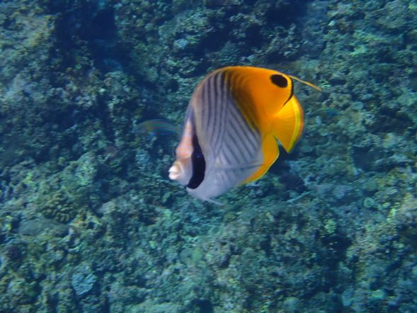 遇見美麗熱帶魚