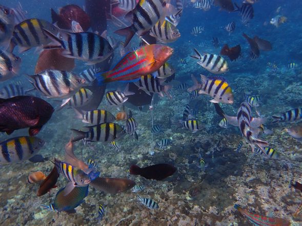 早餐後參加綠島浮潛活動~換上浮潛裝備,由近而遠逐步引導您進入遠近馳名的珊瑚礁海域,拜訪美麗熱帶魚的家,盡情玩樂,與小丑魚浪漫共舞