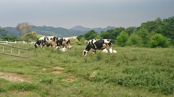 初鹿牧場~一望無際的綠油油牧草地,一隻隻黑色相間的乳牛點綴其間,形成一幅充滿牧場野趣的優美景致