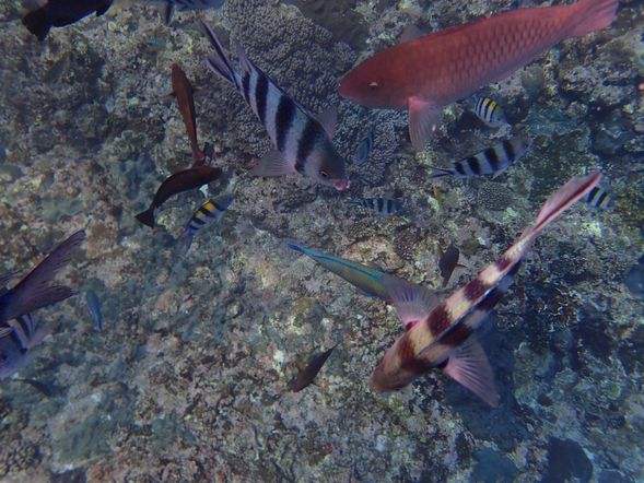由專業的教練指導及示範,換上浮潛裝備,一起來體驗五彩繽紛的海底世界