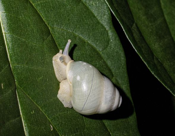晚上自由夜間活動,可以自費參加由專人帶領探訪珍稀生物前往找尋蘭嶼動物住民
