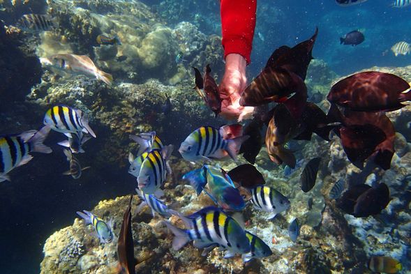 換上浮潛裝備,由近而遠逐步引導您進入遠近馳名的珊瑚礁海域,拜訪美麗熱帶魚的家