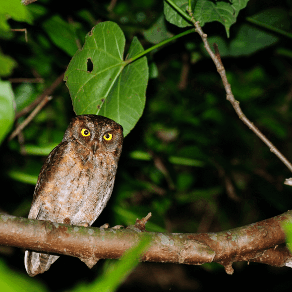 蘭嶼動物住民:角鴞