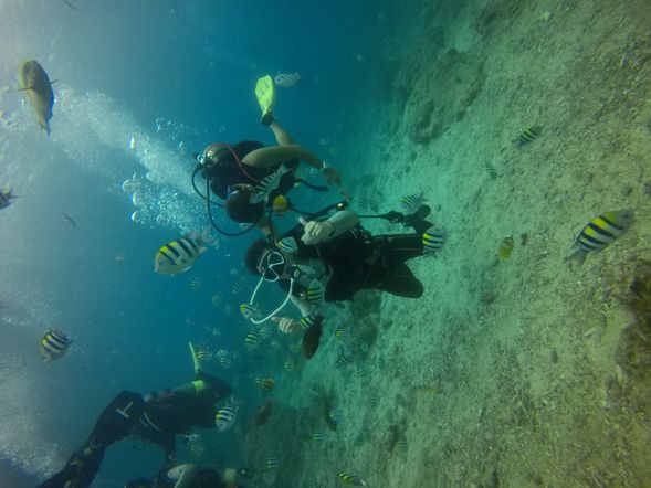 亦可自費潛水體驗綠島美麗的海底生態