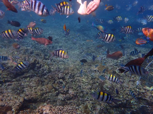 拜訪美麗熱帶魚的家,盡情玩樂,與小丑魚浪漫共舞