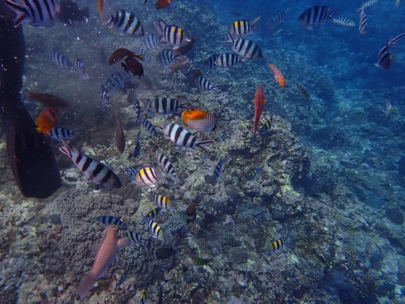 參加綠島【浮潛活動】~換上浮潛裝備,由近而遠逐步引導您進入遠近馳名的珊瑚礁海域,拜訪美麗熱帶魚的家,盡情玩樂,與小丑魚浪漫共舞