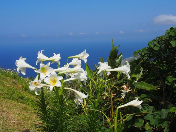 青青草原野百合的故鄉