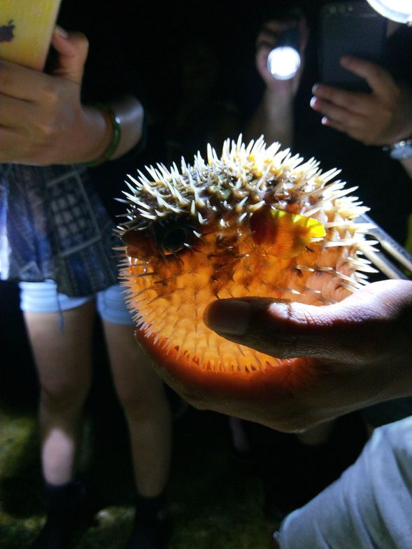 夜間潮間帶導覽