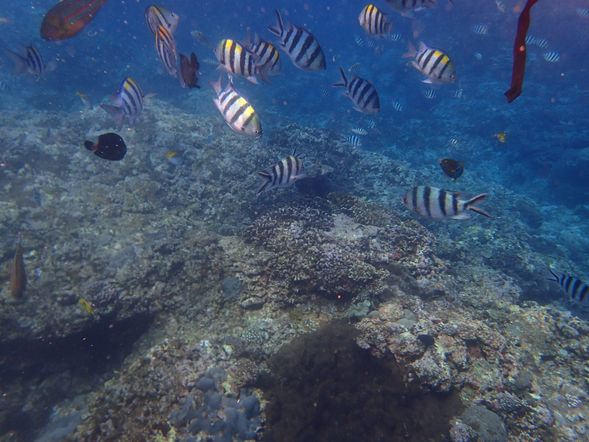 綠島浮潛假期/綠島自由休閒/綠島
早餐後參加綠島浮潛活動~換上浮潛裝備,由近而遠逐步引導您進入遠近馳名的珊瑚礁海域,拜訪美麗熱帶魚的家,盡情玩樂,與小丑魚浪漫共舞,全套浮潛器材,連身防寒衣+合格救生衣+膠鞋+呼吸管+蛙鏡(還有近視專用的唷) …當地親切的教練指導…安全又難忘的體驗,您亦可自費潛水體驗綠島美麗的海底生態。接下來您可騎乘機車前往探訪綠島秘密行程--燈塔星砂海灘、牛頭山樓門岩探險或潟湖潮間帶生態之旅,晚餐時間~到綠島建議您絕對要來個聞名遐邇的東昇羊肉爐(本行程不含餐);餐後您可前往海底溫泉泡湯;全世界僅日本九州、義大利西西里島和綠島,擁有難得的鹹水溫泉。朝日溫泉目前設有三個圓形露天浴池,以及一個溫泉SPA池,由於周邊設施完善,在泡湯之餘還可觀星、聽濤、看日出,愜意享受另類的溫泉之旅。