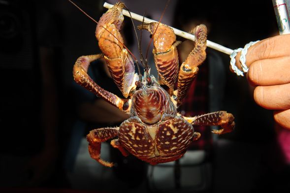探訪珍稀生物前往找尋蘭嶼動物住民:椰子蟹