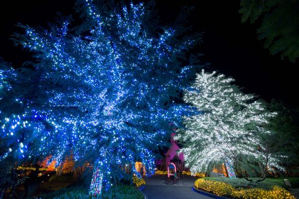 名花之里賞燈海