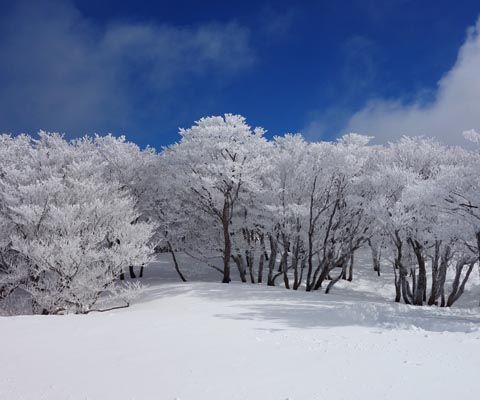 山上公園站欣賞天然樹冰
