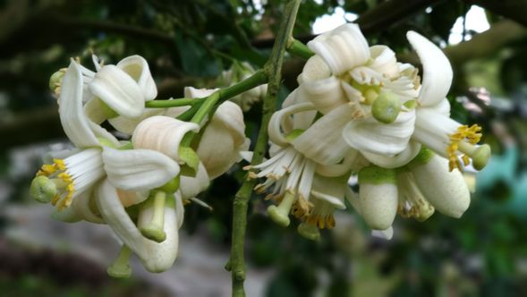 5.柚花開花季節是每年的3-4月,可以到園區體驗花香。