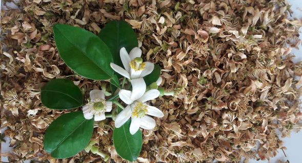 2.認識5種在地的植物材料~柚花、薑黃、綠茶、洛神、咖啡