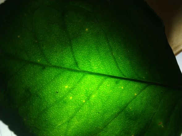 尋找樹上的精靈、花現葉裡的星空