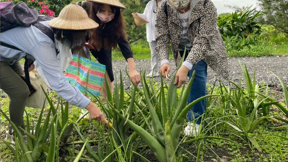 3.採集蘆薈、柚子等手作原料