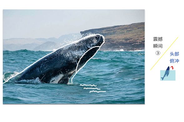 鯨魚滿分動作解析(3)