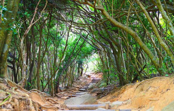 糸島のトトロの森(停留30min)
位於芥屋地區的森林步道,綠意盎然的樹林形成如宮崎駿動畫場景般的樹隧道景觀,是熱門拍照打卡秘境。
*步道登頂180m,雨天濕滑,不推薦爬到瞭望台。
