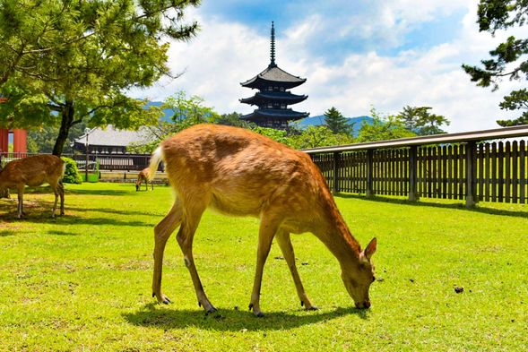 奈良公園-東大寺:欣賞野生鹿、秋冬限定的銀杏和楓葉,春季賞櫻。散步到東大寺,參觀世界上最大的木造建築「大佛殿」