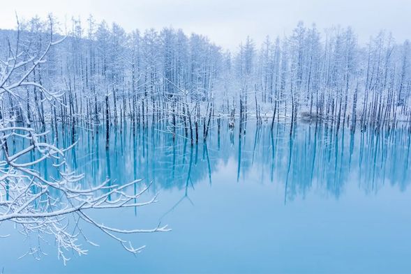 美瑛青池(停留約15分鐘)