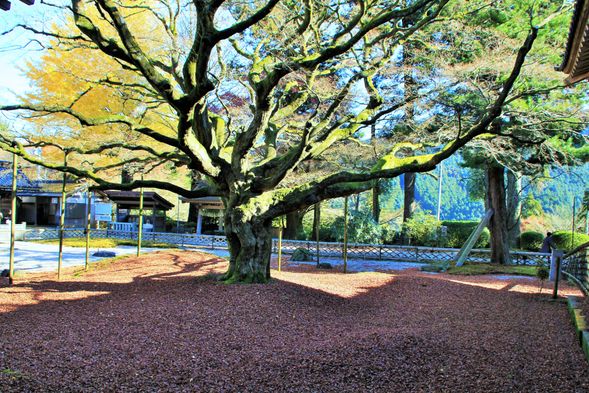 雷山千如寺入園免費,本殿參觀500日元,11月楓葉季另收入山料200日元。(費用自理)