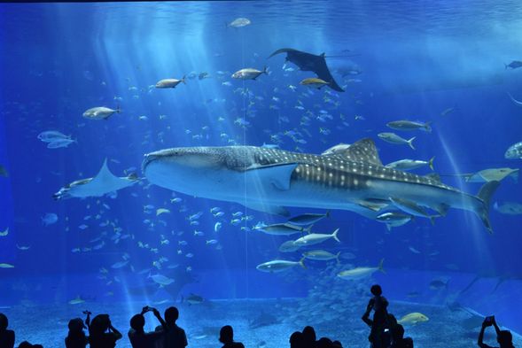 海洋博公園(贈送水族館門票,停留3.5小時)