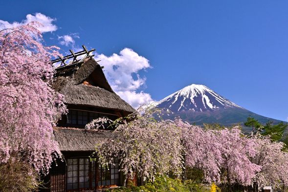 西湖療愈之鄉根場:領略百年古樸風貌再次與富士山聖山、樹海構成一幅幅難以忘懐的風景。(停留60分鐘)