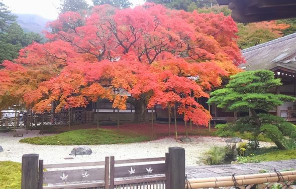 雷山千如寺(停留45min)
創建於奈良時代的千年古寺「雷山千如寺」,寺內擁有樹齡逾400年的巨大楓樹與日式庭園景觀,秋季楓葉季尤為壯觀,為福岡知名賞楓名所之一,並供奉國家重要文化財木造千手觀音立像。