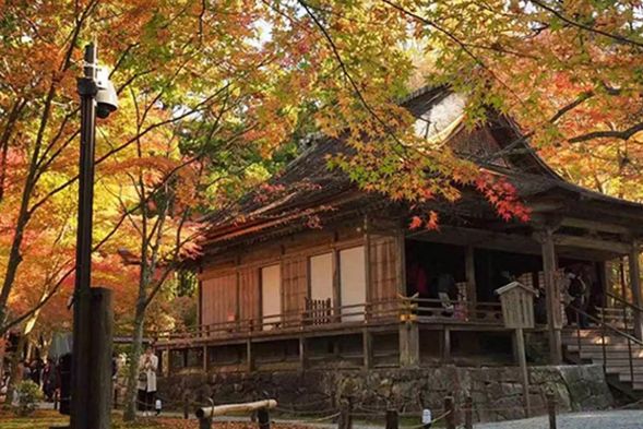 三千院是一座古老而美麗的佛寺,遼闊寺院內,古老的大樹綠蔭蔥蔥,到處都是綠意盎然的青苔,是個景緻怡人四季皆風情的地方。(停留 90 分鐘)