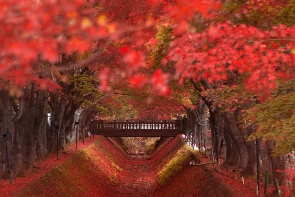 ▼河口湖楓葉回廊(季節限定期間10/20-11/23,不去大石公園)
冠雪的富士與火紅的楓葉互相輝映的景象,是您不容錯過的景色。一年一次的難得盛會,正等著您的參與及到訪。富士河口湖畔,被紅楓裝點得色彩繽紛,瑰麗的金秋景致讓人迷醉。