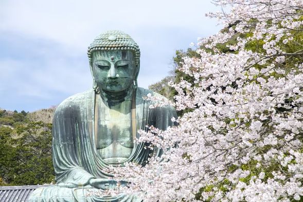 「鐮倉大佛」是位於古都鐮倉的凈土宗寺院高德院內的阿彌陀如來青銅坐像俗,是古都鐮倉的象征。佛像建造於1252年,是鐮倉時期的代表性塑像,被定為日本國寶。門票需自理:約200日元/人(停留30分鐘)